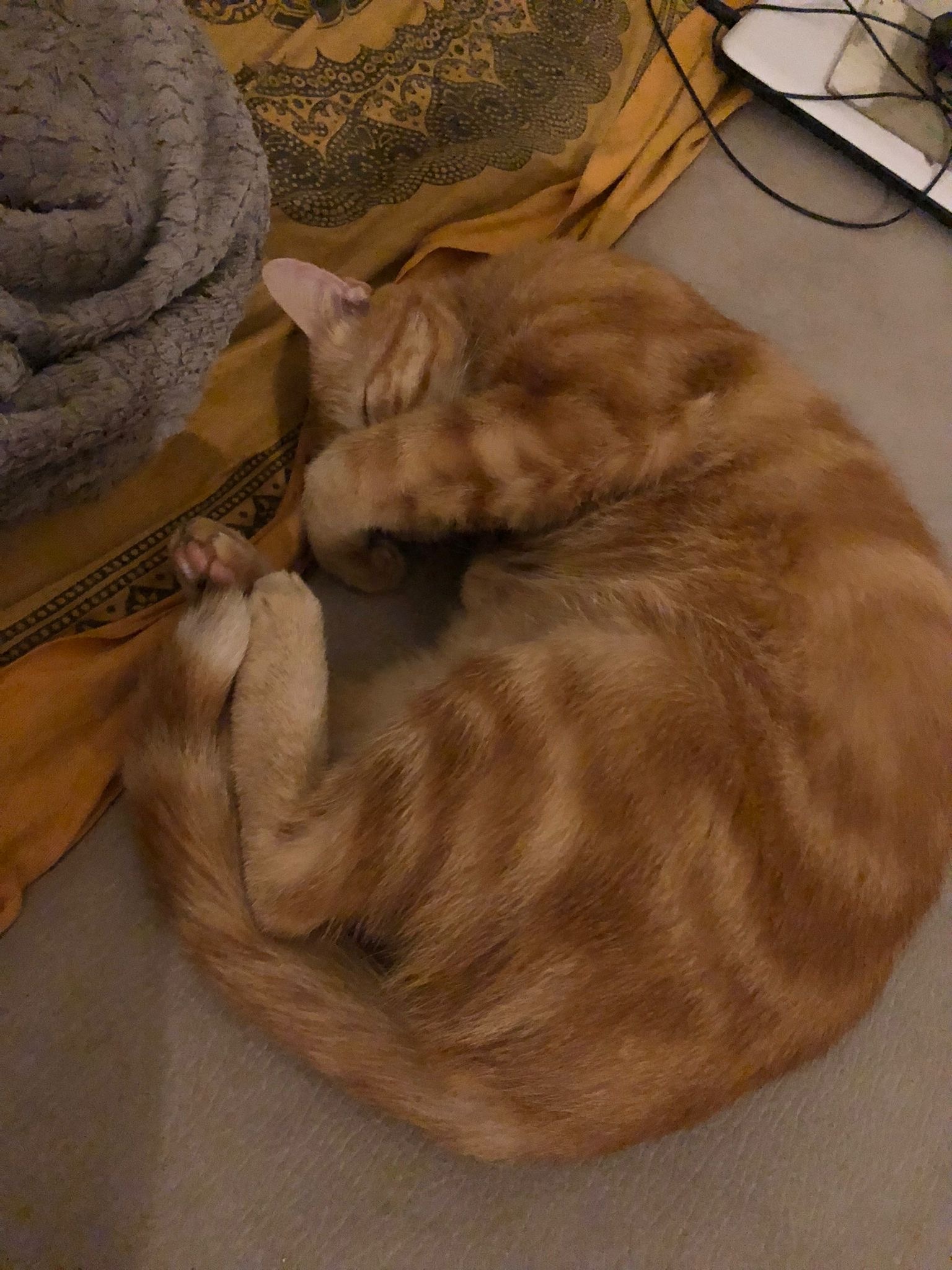 Anaël - Aïre - Genève | Gay