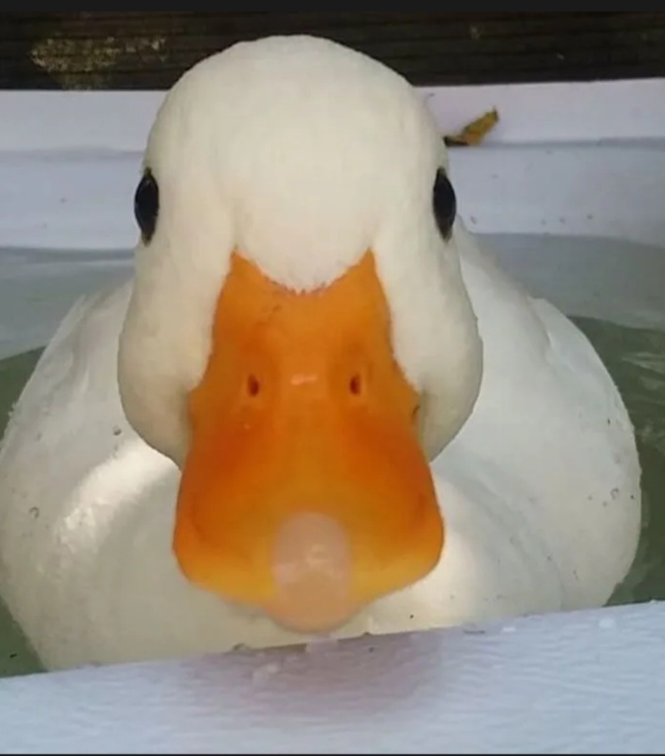 Mohsine - Flums - Saint-Gall | Gay